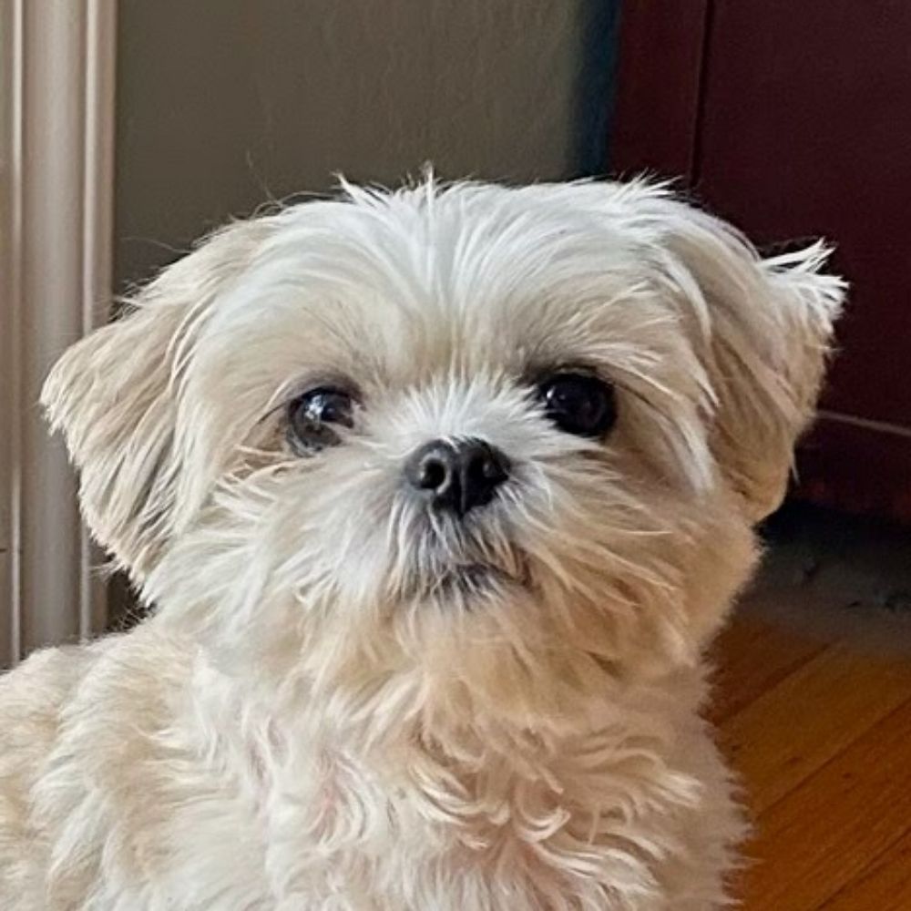 Toby