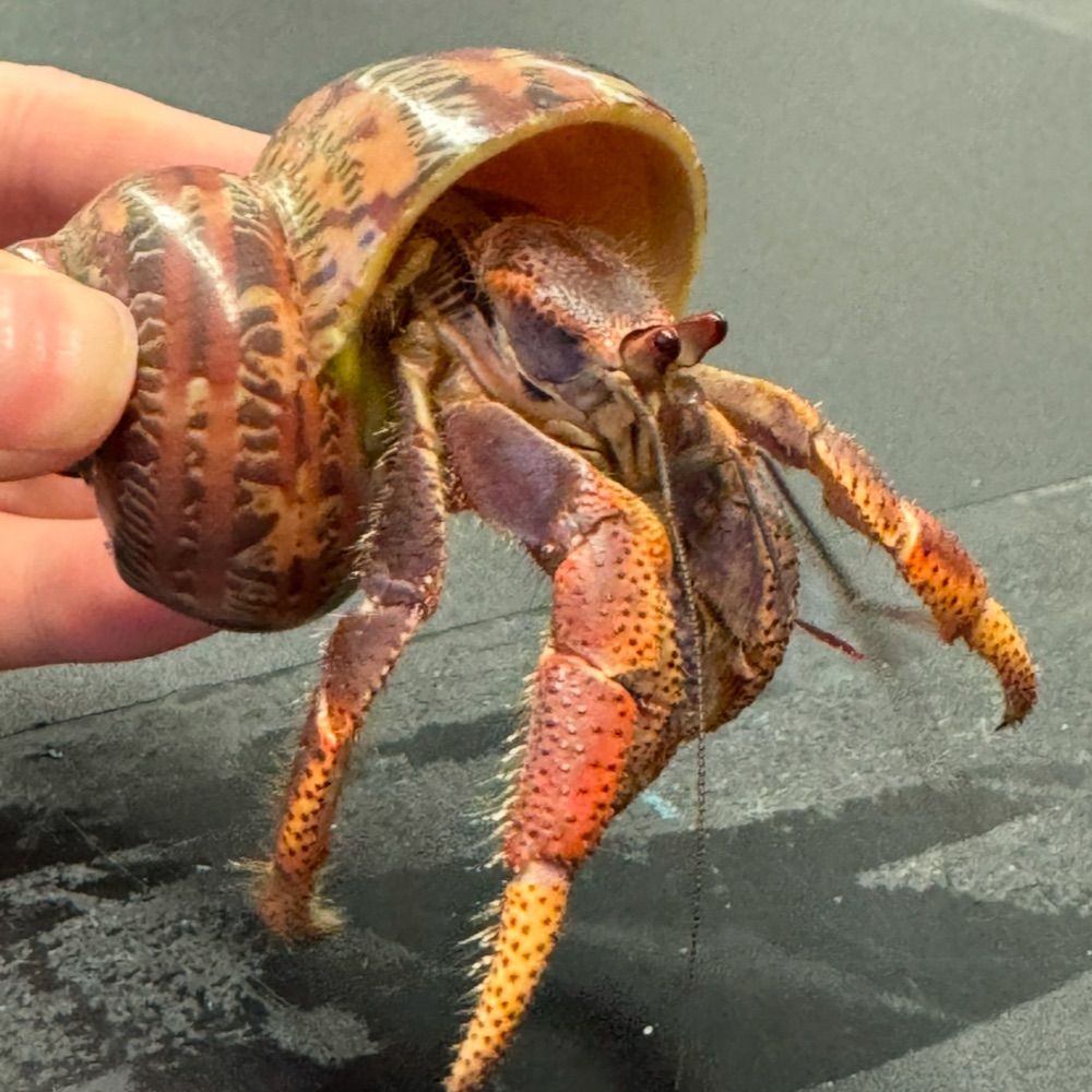 Just a crab