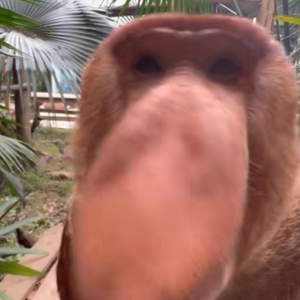 Proboscis Monkeys of Bluesky