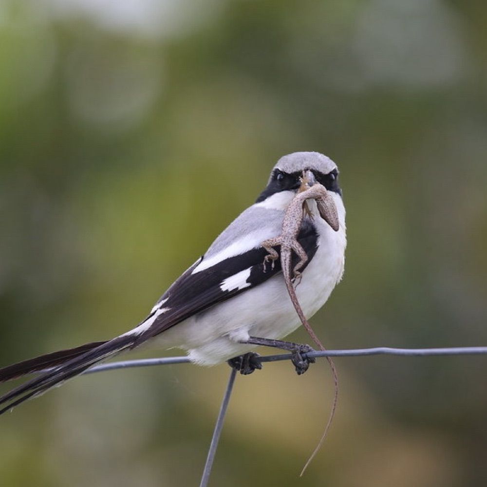 Shrike