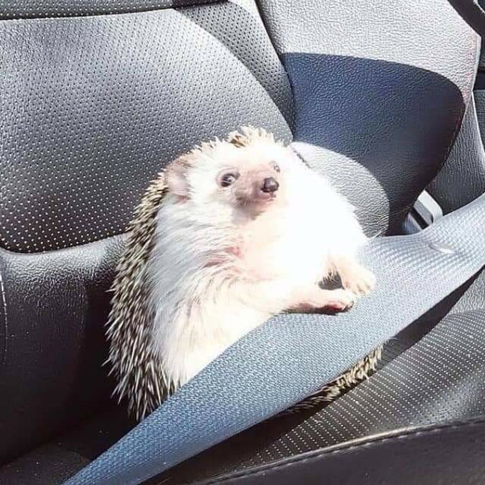 Mienwaan 🦔