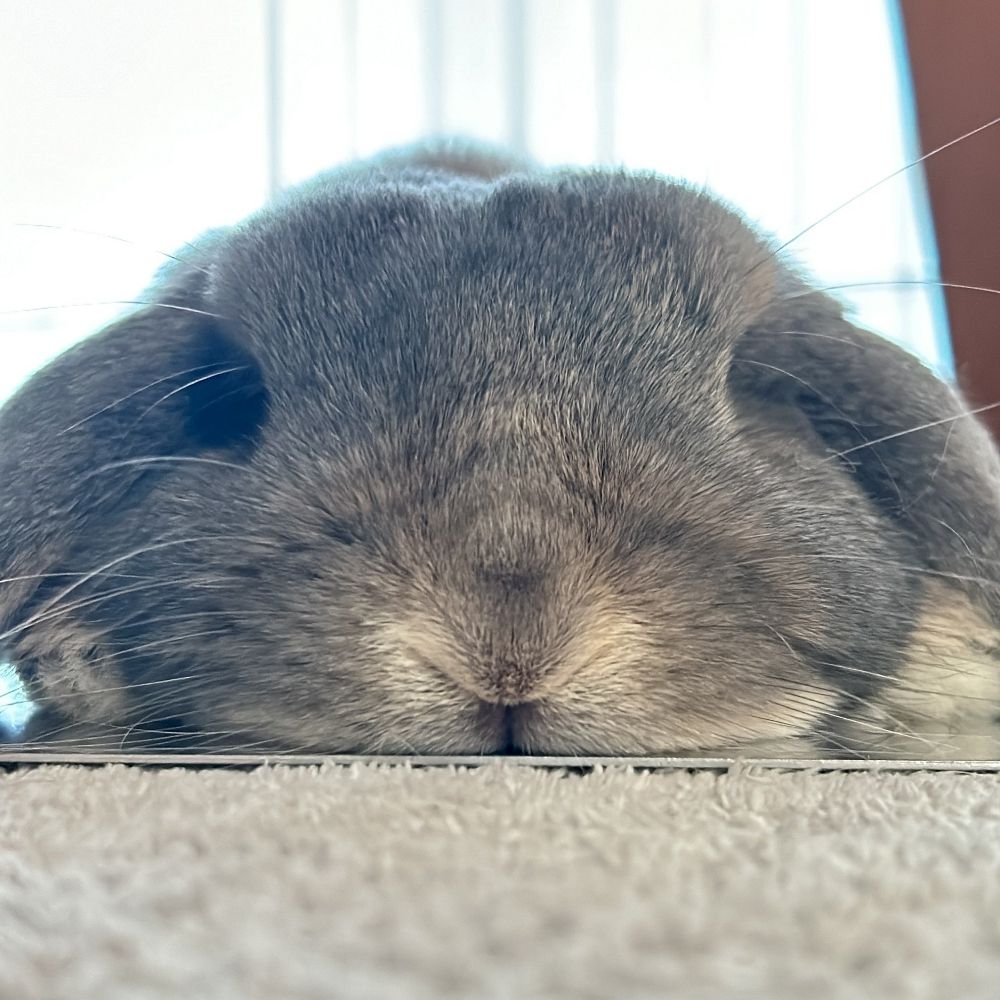 silly bunny >.<