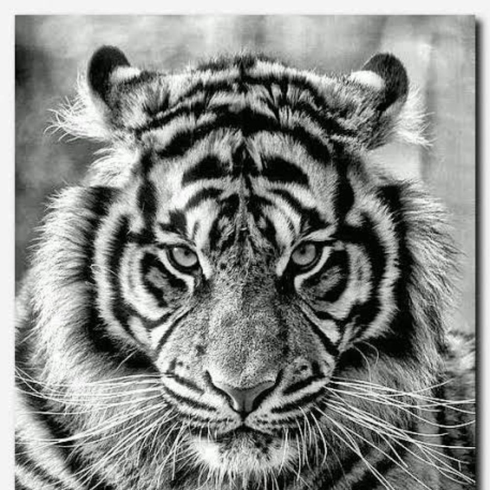 Tayguerr