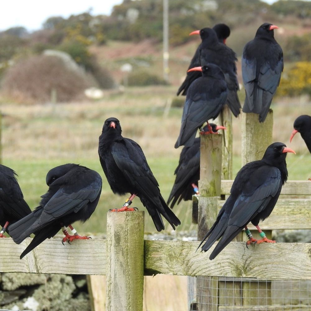 Gower Chough