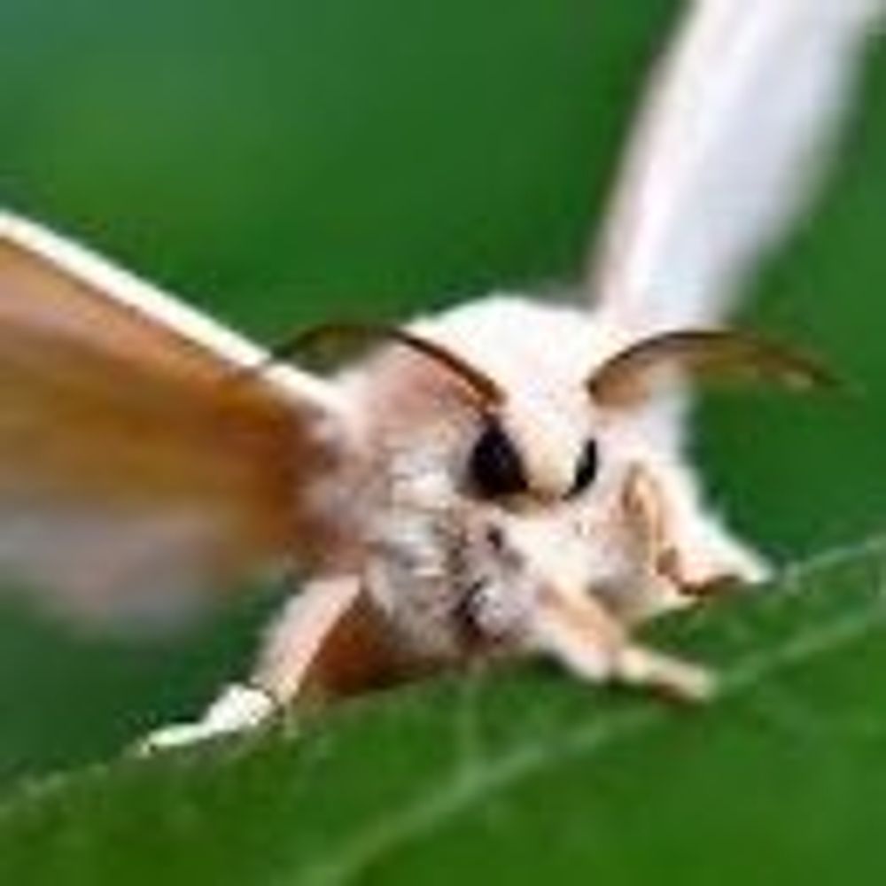 itzjitterbug325