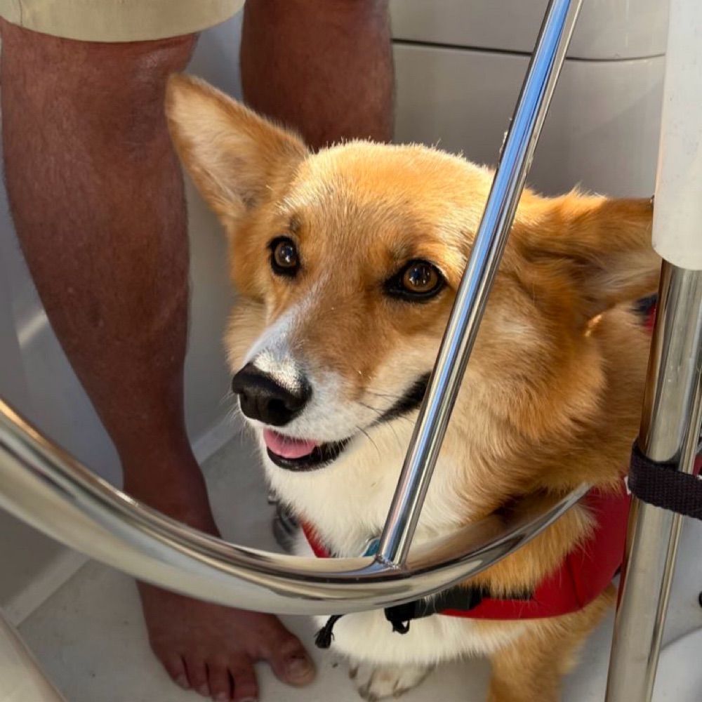 Mom to Gus the Corgi