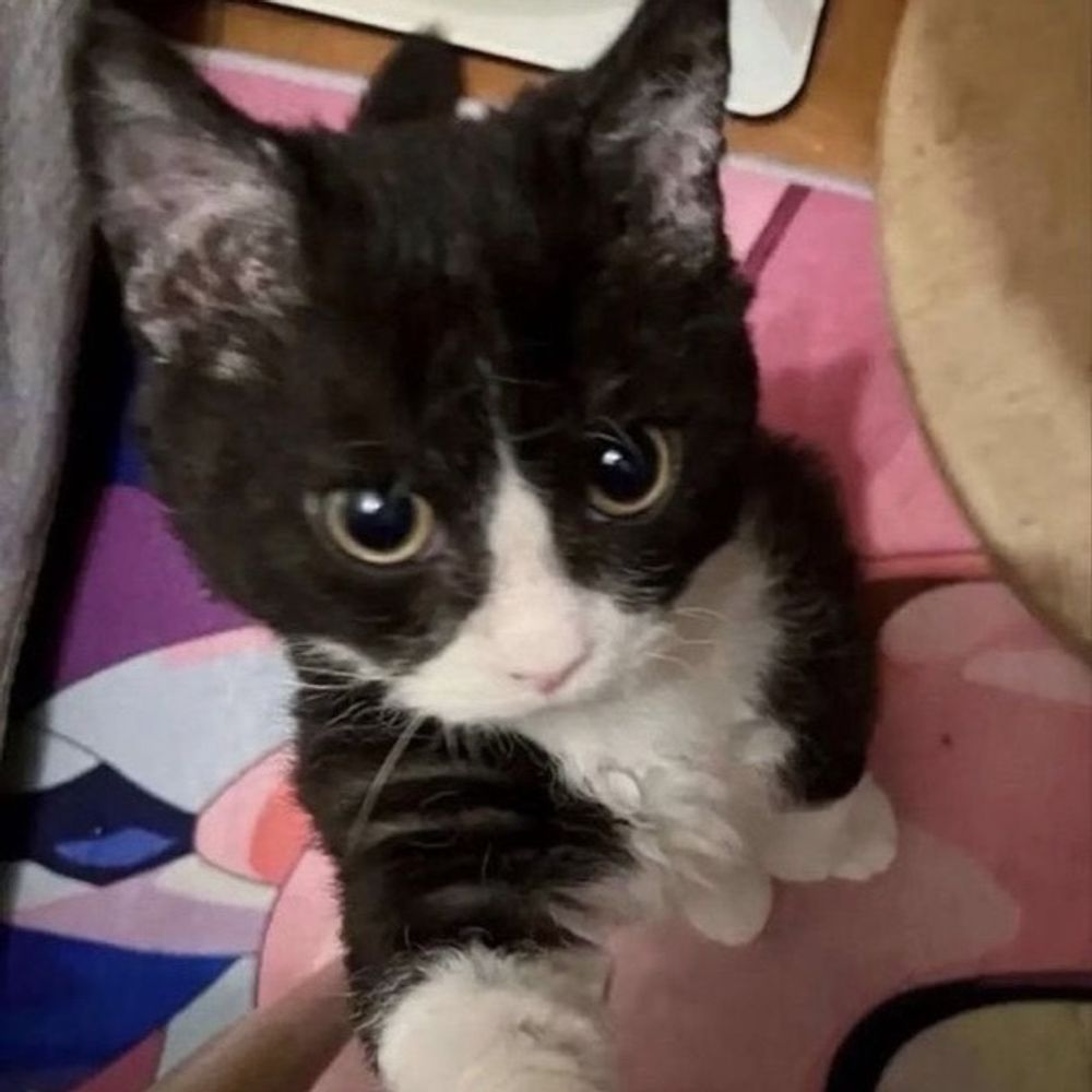 민니아ㅡ🥛 ☆°🐈‍⬛ྀི