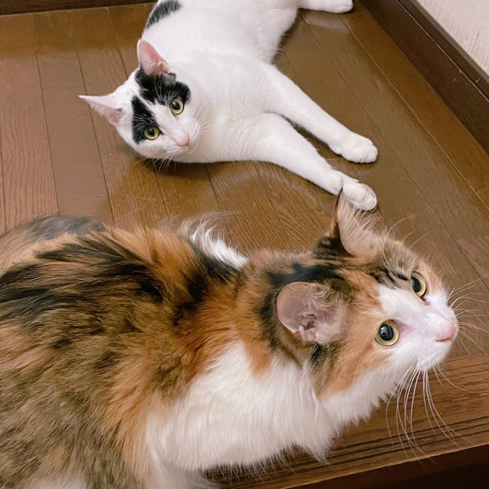 ちゃちゃる&しろっぱち