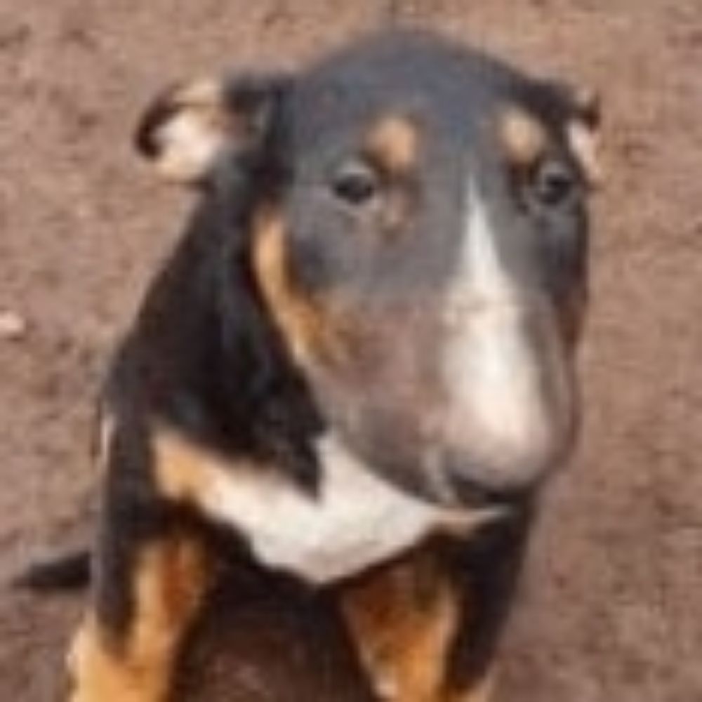 bensa