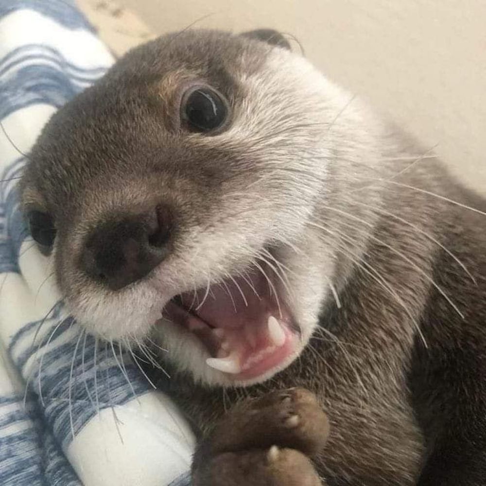 Alex 🦦