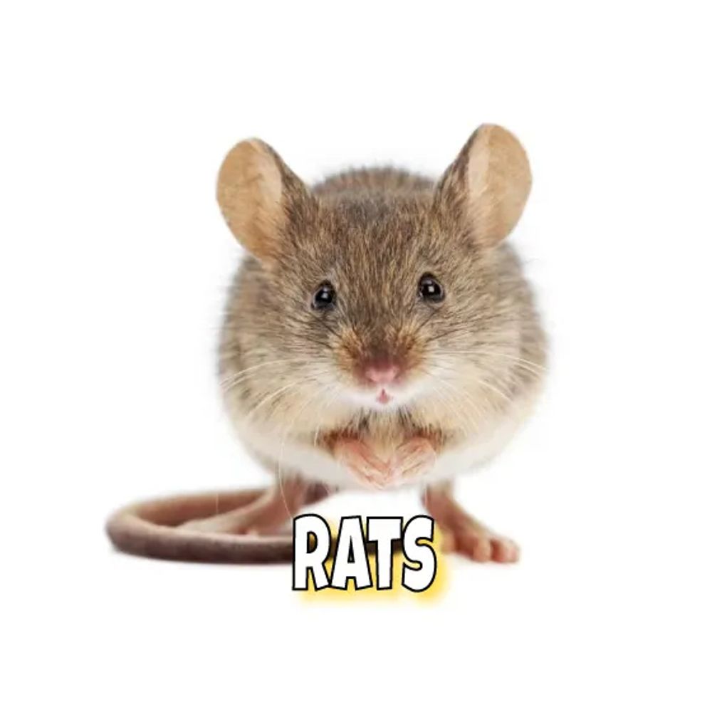 Zia