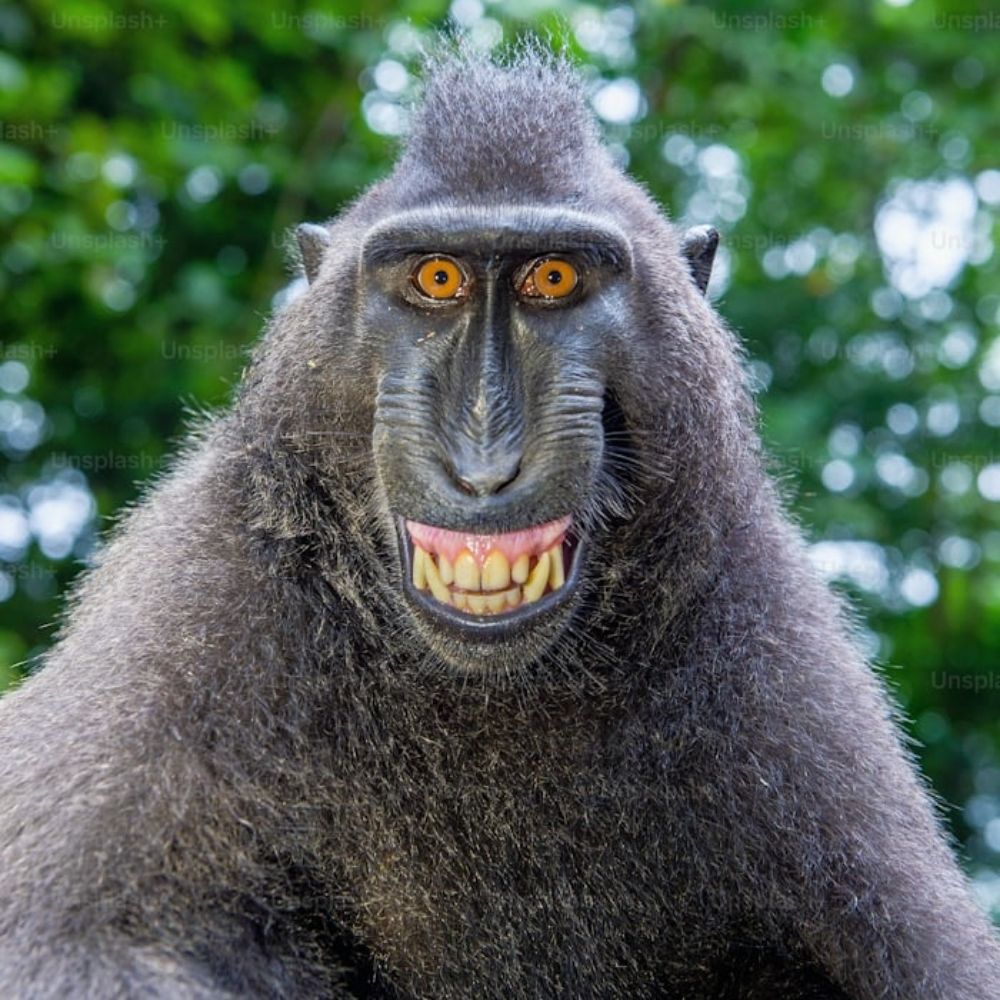monkey ANIMAL pic 🐵🐵