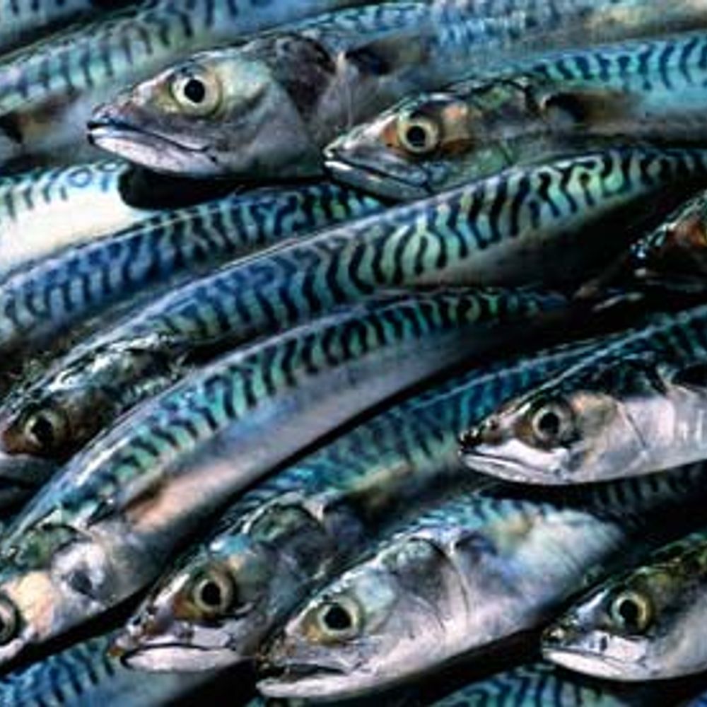I Sell Fish