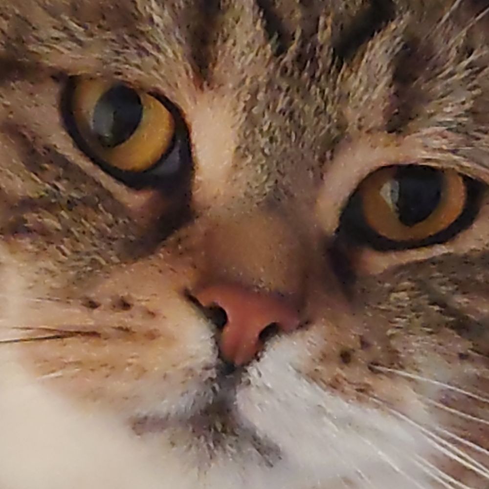 ごんちゃん
