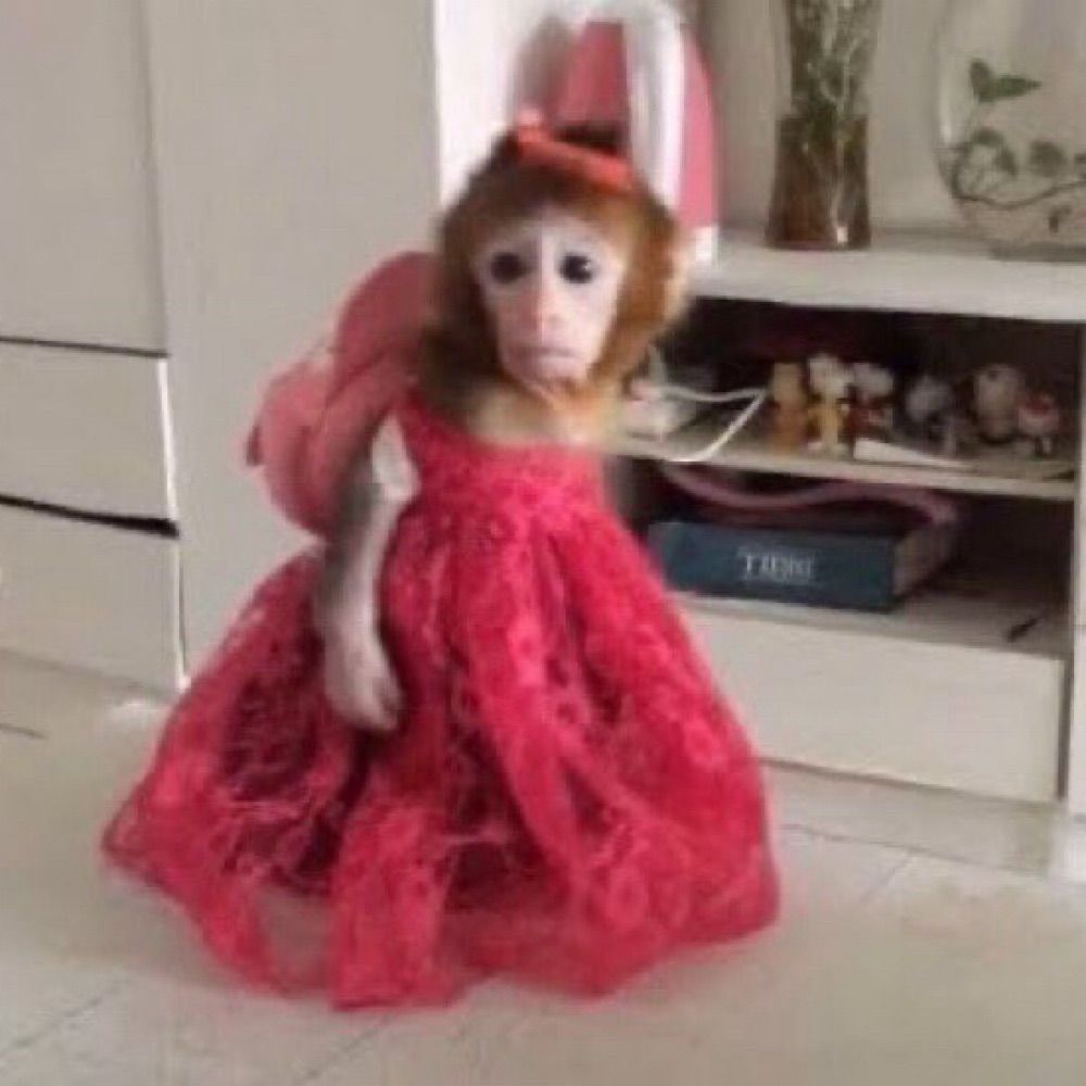 Rae🐒
