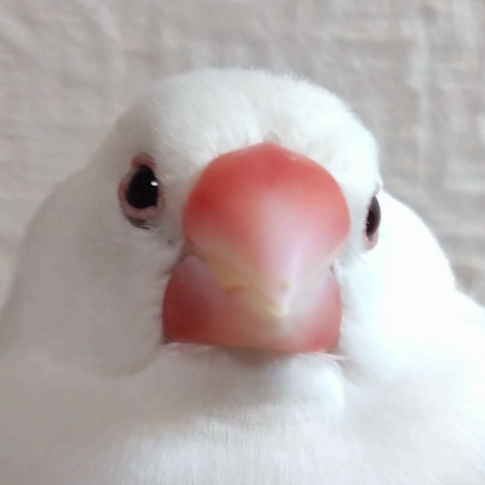 コスモ