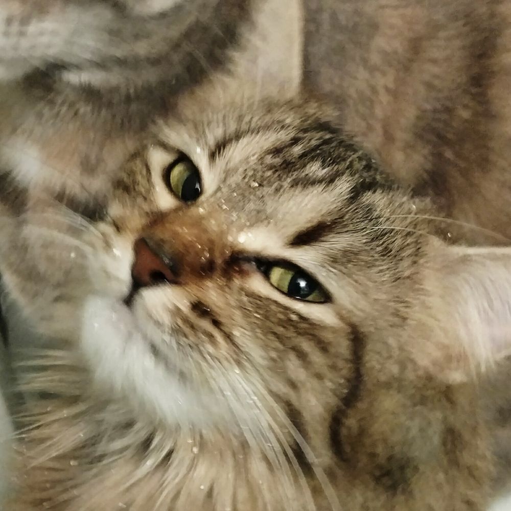 freckledme.bsky.social profile picture