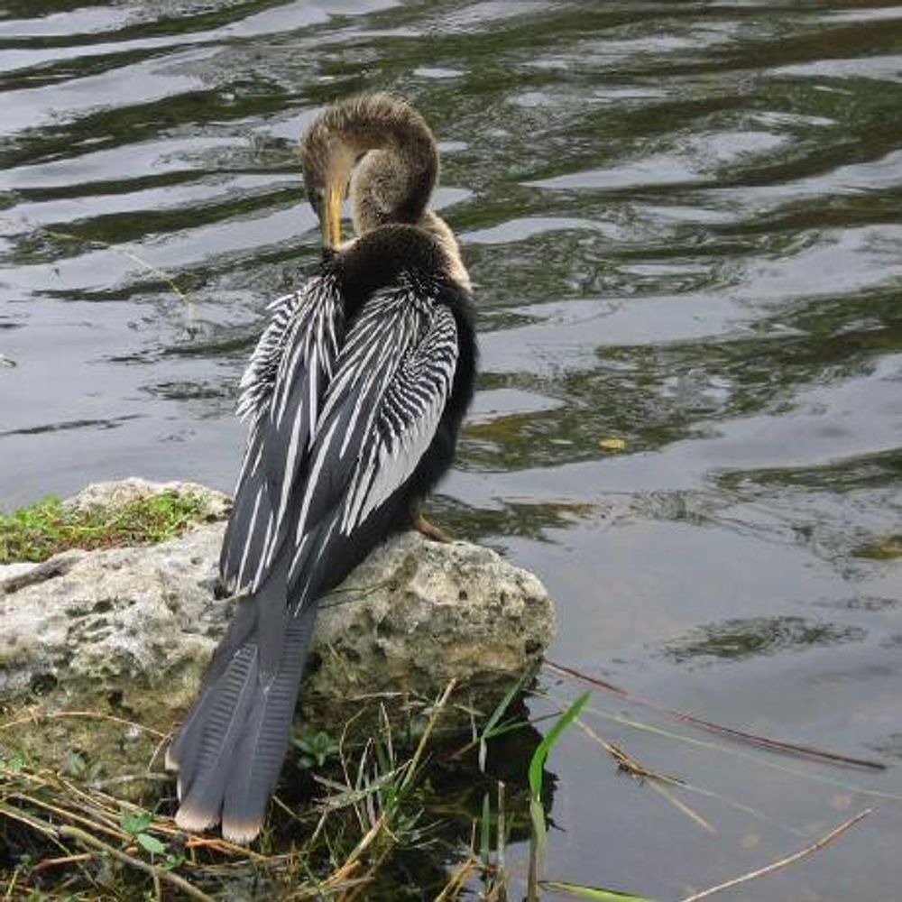 Anhinga Anhinga