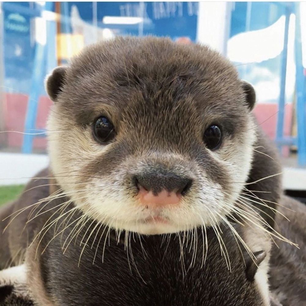 Hourly Otters's avatar