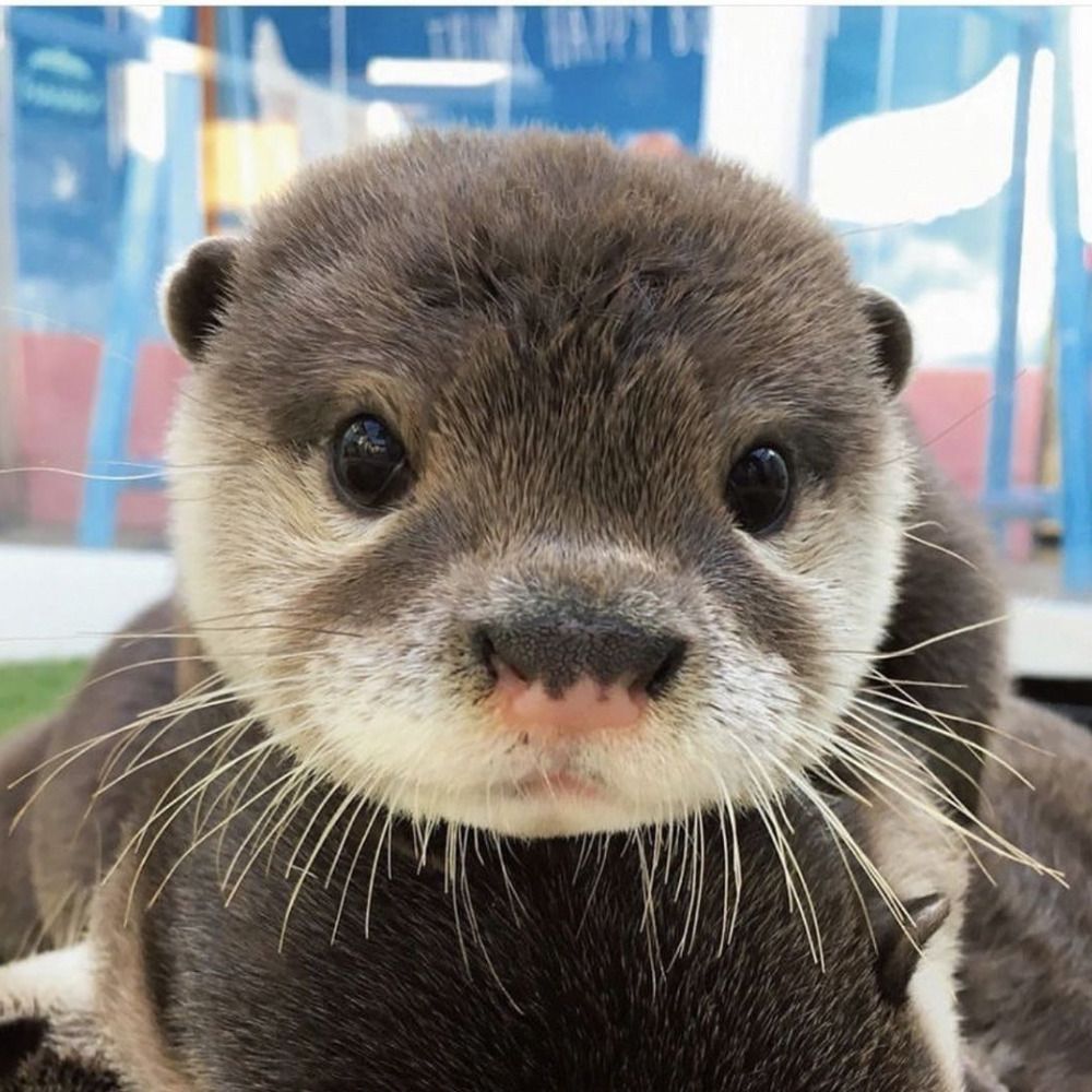 Hourly Otters
