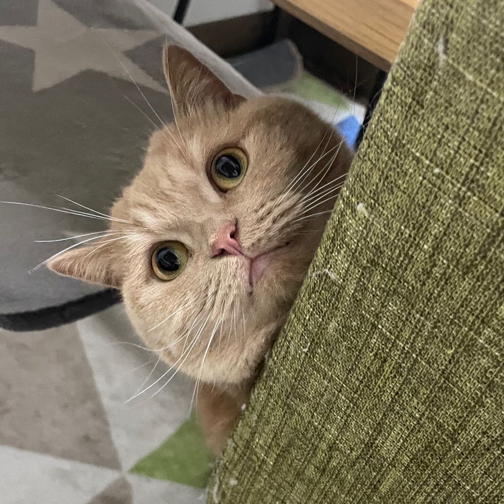 しゃど。