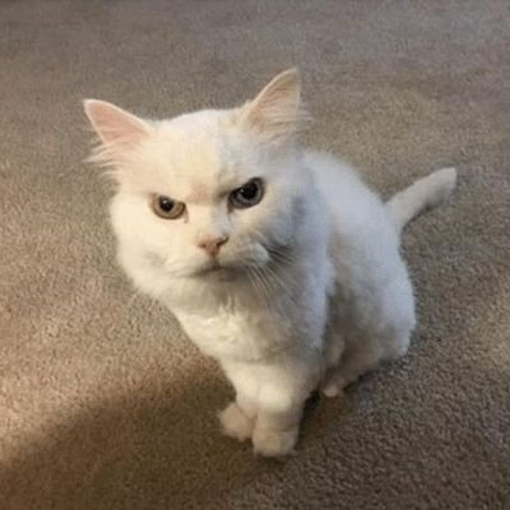 MiniJE