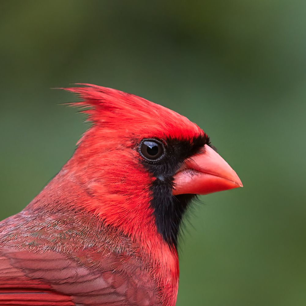 jarokr