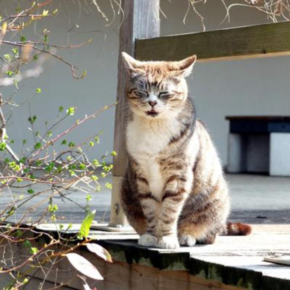 くろず