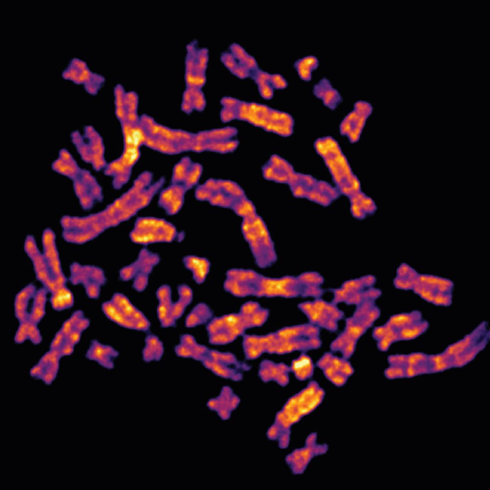 Godek Lab