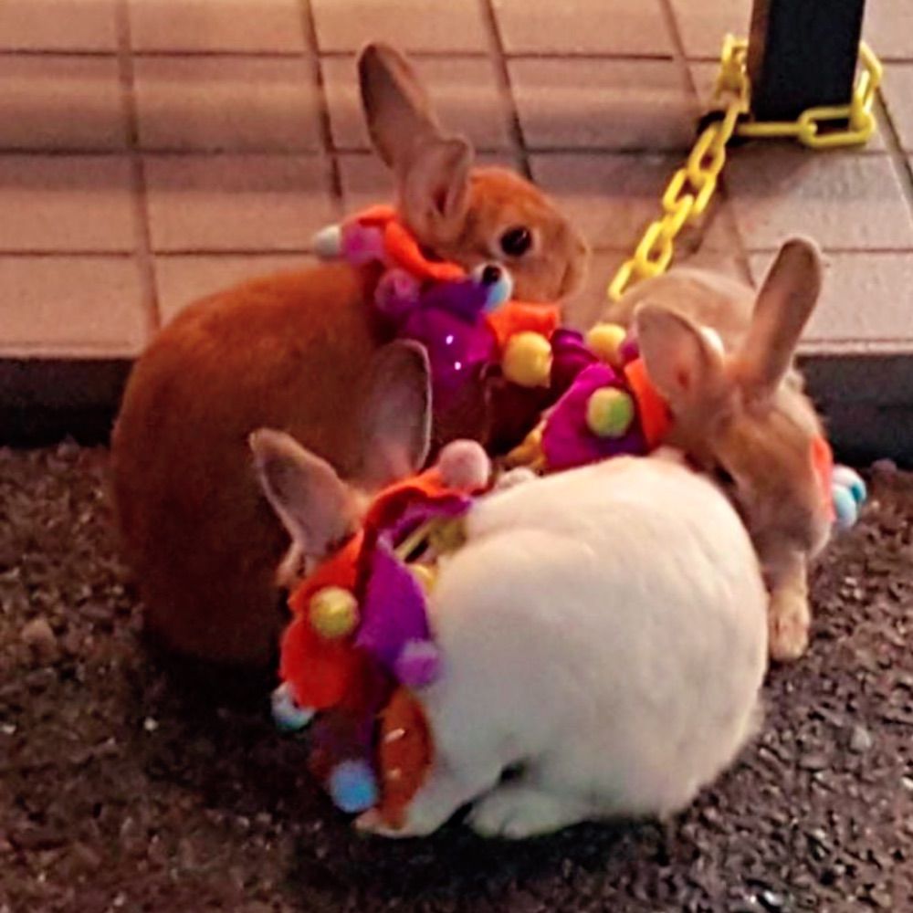 ꒰ঌव ɭ ɿ໒𓂃𓈒🐕