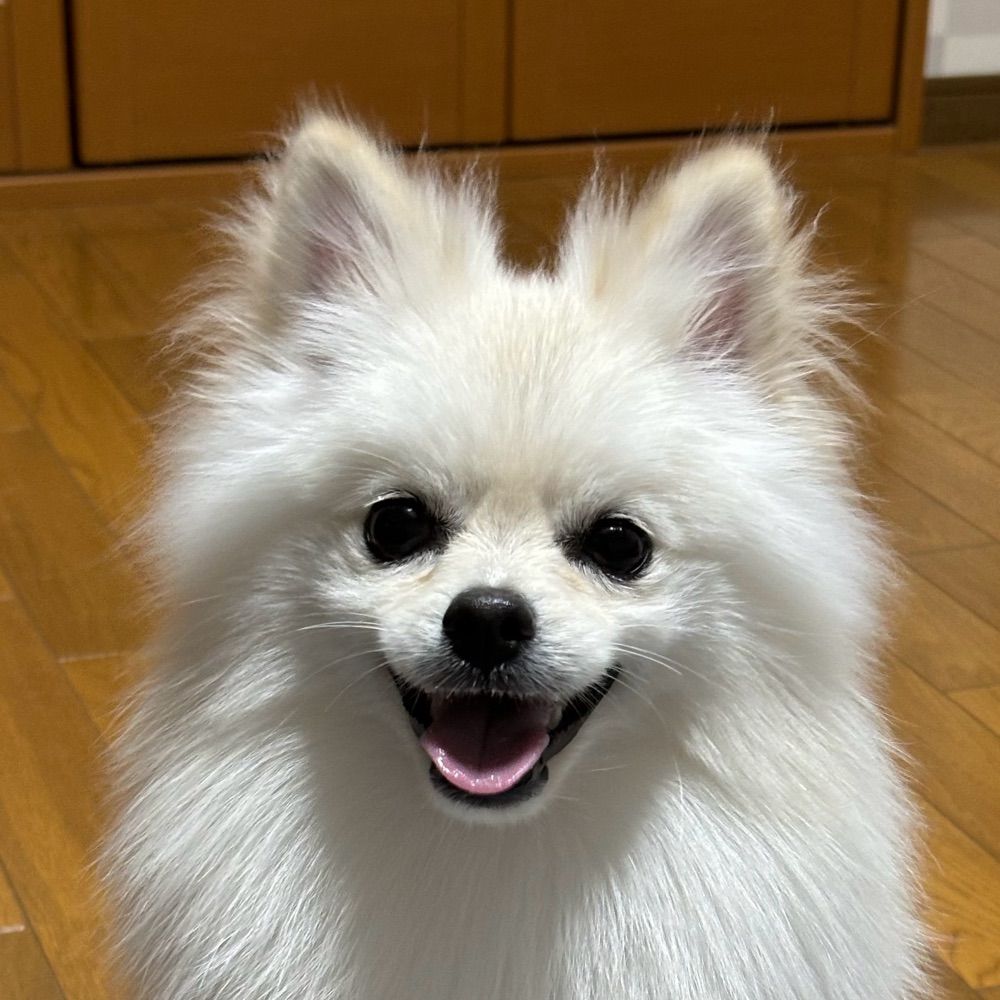 はちまる