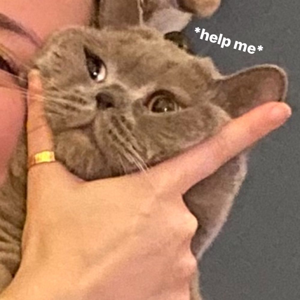 Maya 🐝