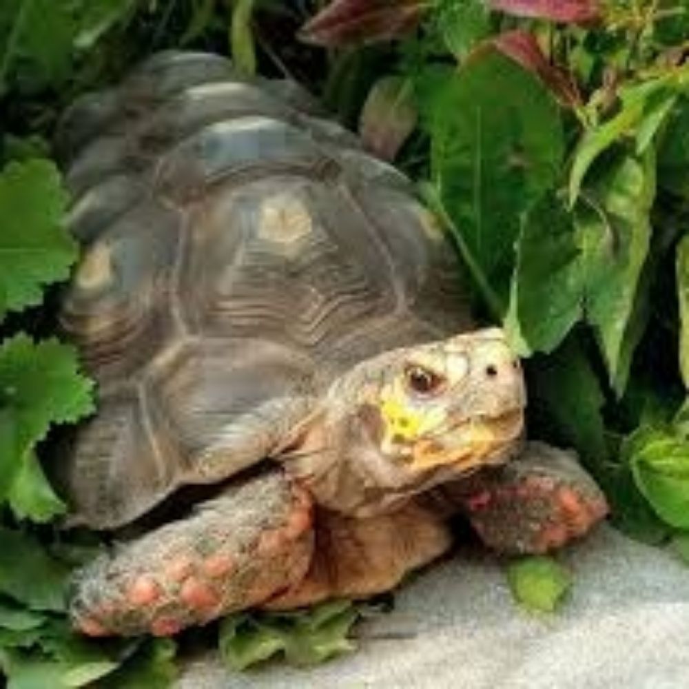 Stealth Tortoise