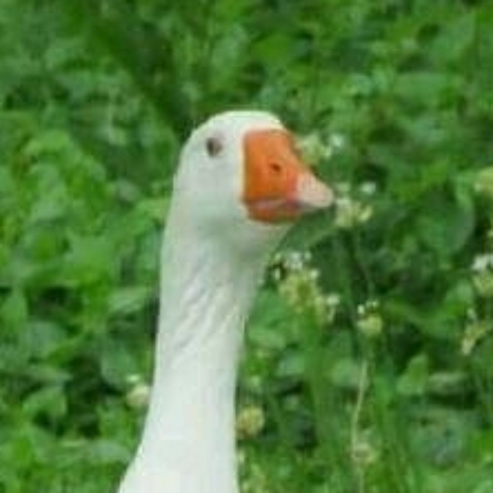 ☣오리와 이키테이루
