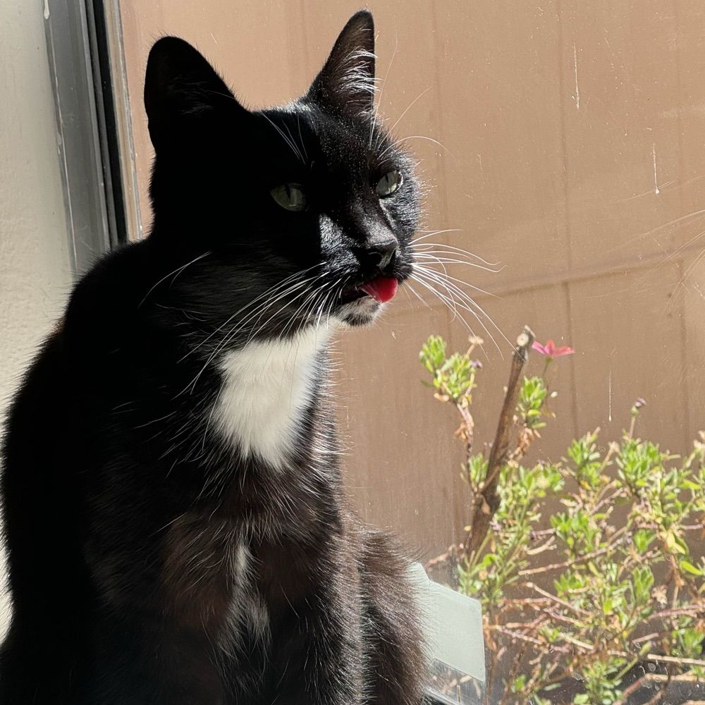 gus