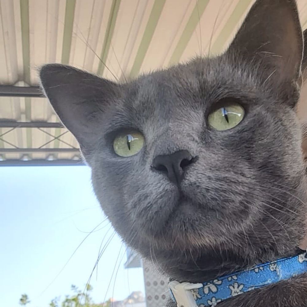 🐾 ᓚᘏᗢ Ꮯꭺꭱꮮꭺ ᓚᘏᗢ 🐾