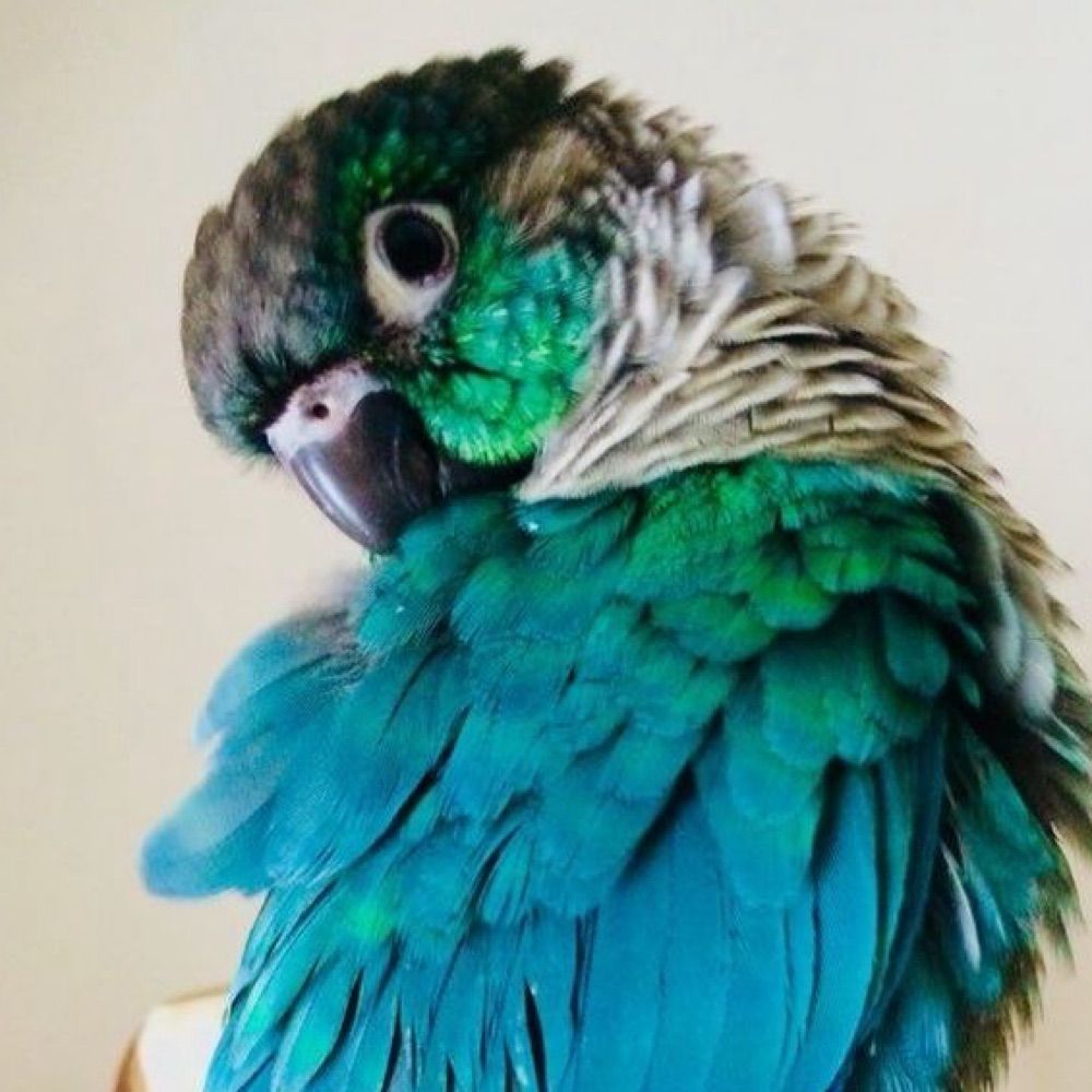 The Bird with 4 Wings