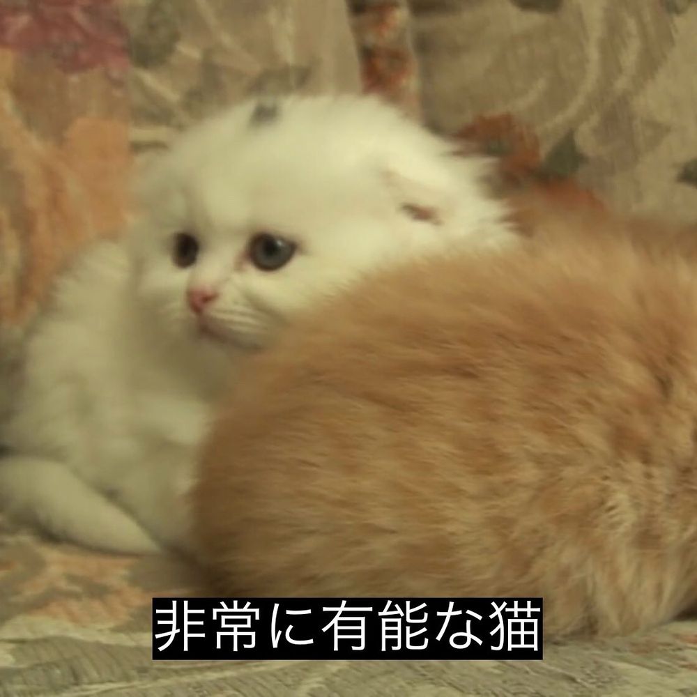 煮