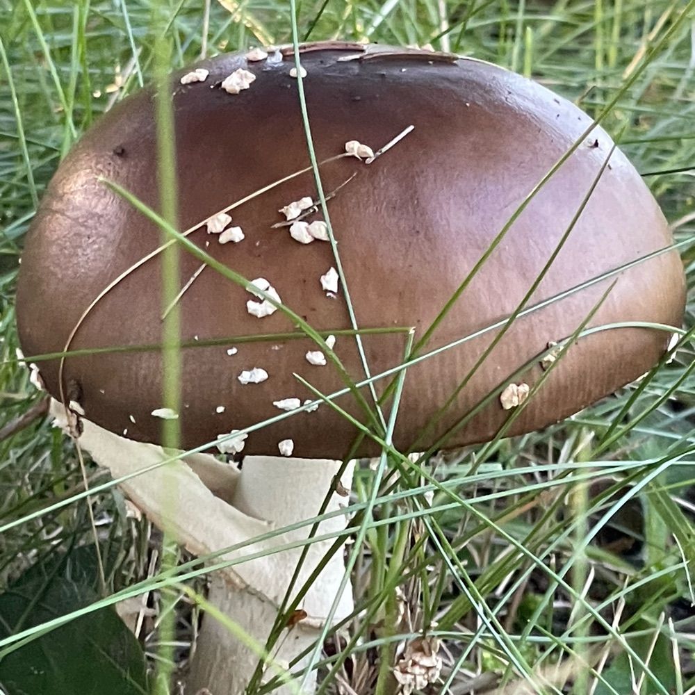 きのこ🍄‍🟫