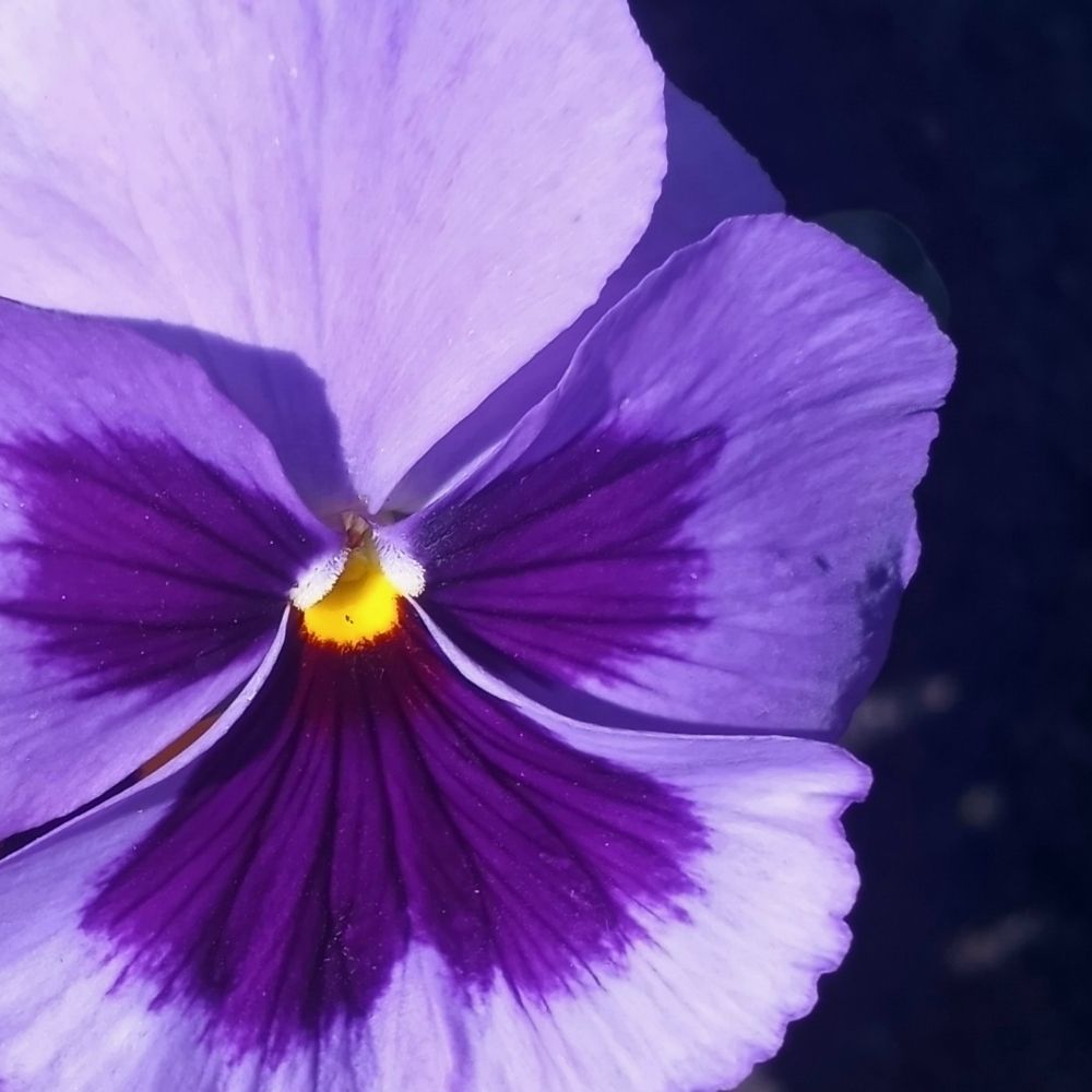 Pansy