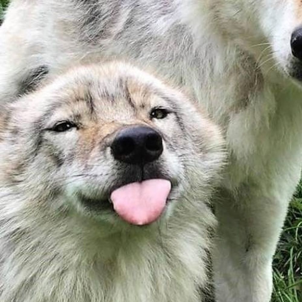 CanineTrash_