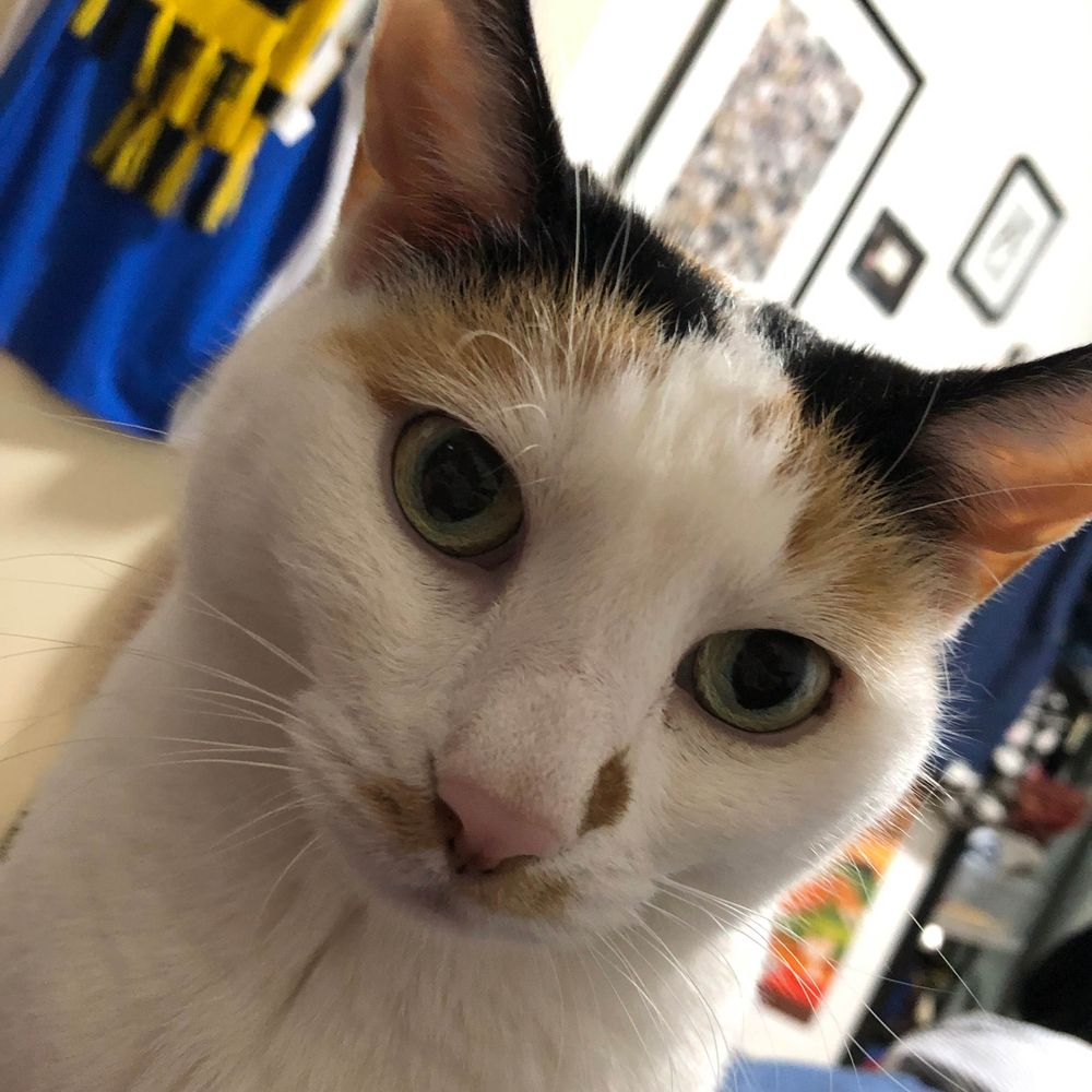 Clingy Cat
