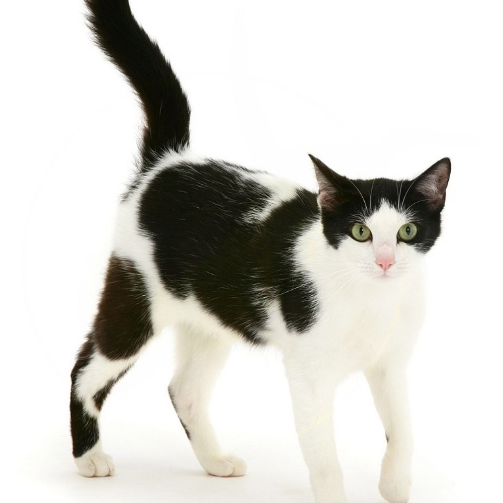 Schrödinger's Cat