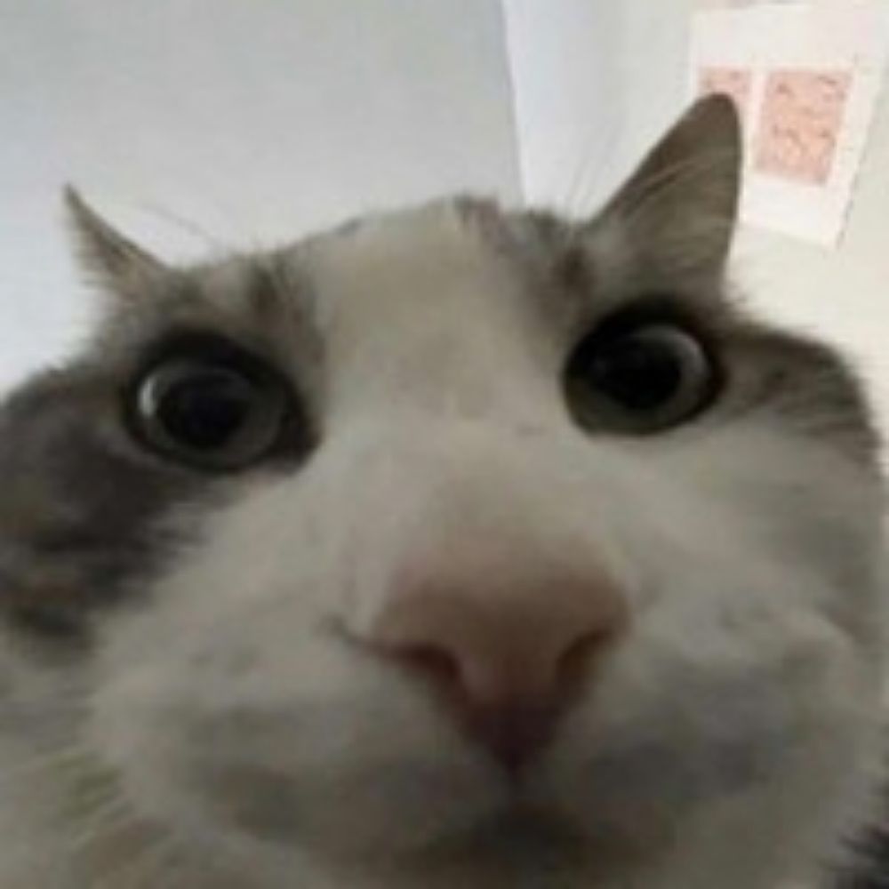 toby "the cat"