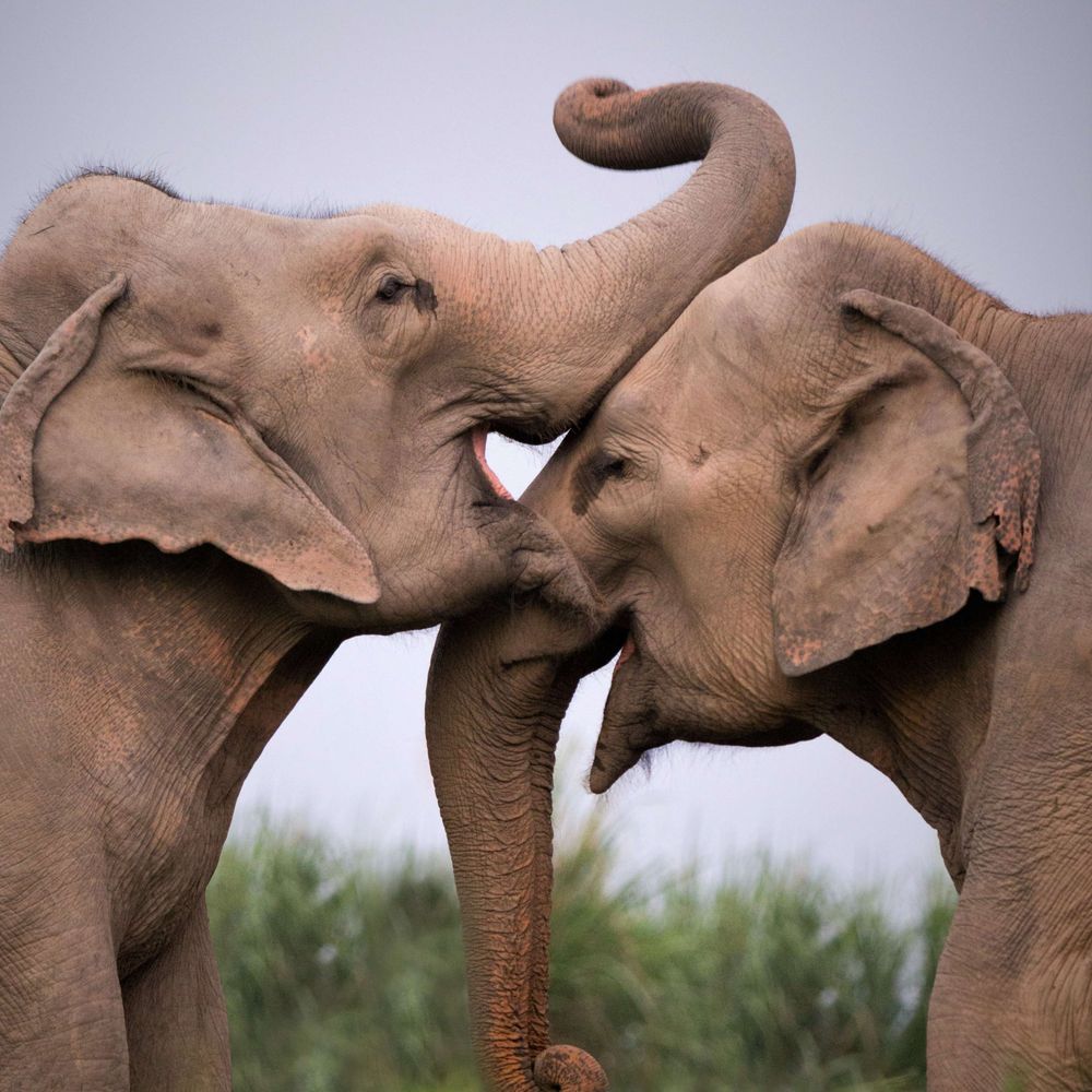 Stand Up 4 Elephants