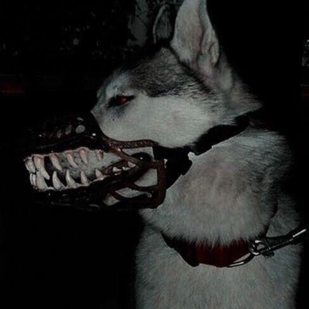 mutt