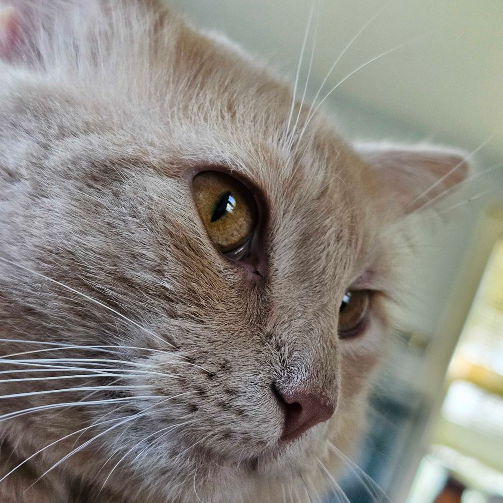 Mags