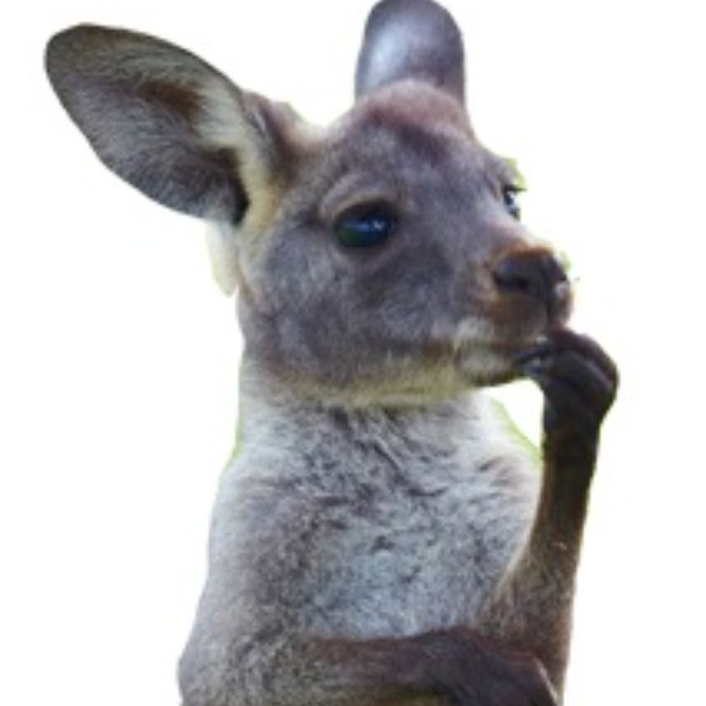 Kangaeroo