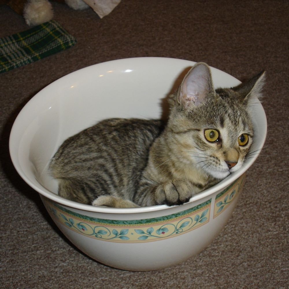 Kat