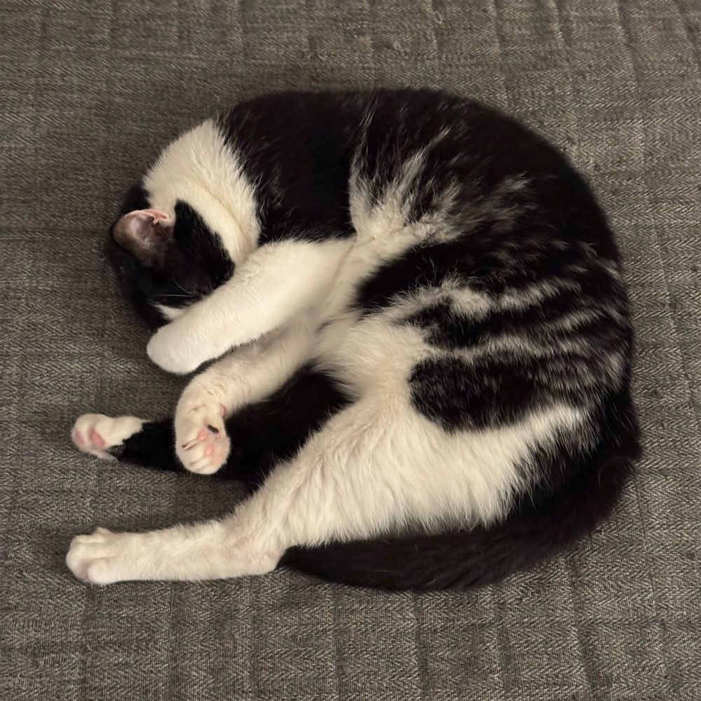 ほうずあたま